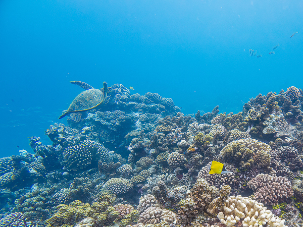 sea turtle on a South Pacific reef