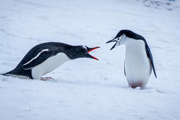 penguins in Antarctica